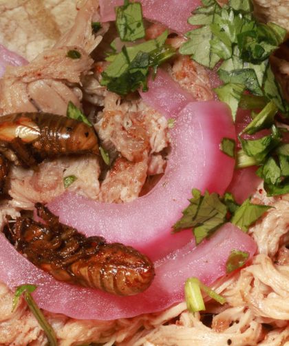 Da, možete jesti cikade.  Evo 3 recepta koja treba isprobati prije nego što odu u podzemlje na više od desetljeća.